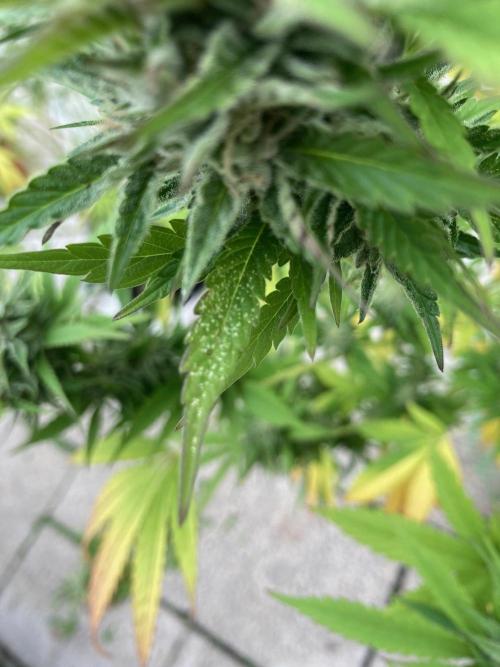 Melonade Runtz Outdoor. Week 22