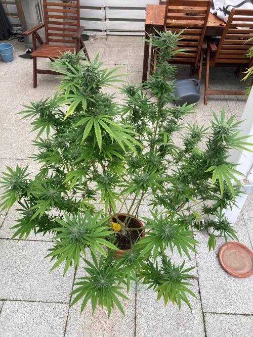 Melonade Runtz Outdoor. Week 22