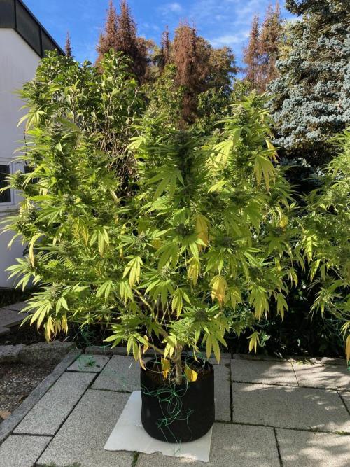 Dos Si Dos 33 Outdoor. Week 22