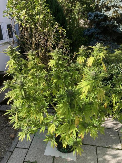 Dos Si Dos 33 Outdoor. Week 22