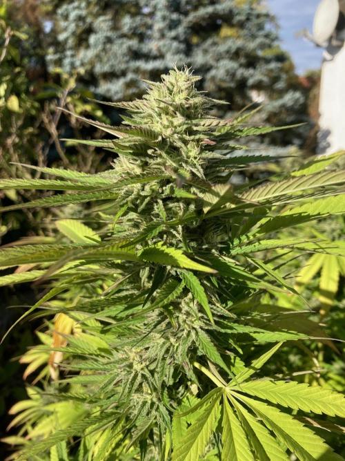 Dos Si Dos 33 Outdoor. Week 22