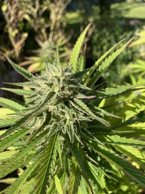 Dos Si Dos 33 Outdoor. Week 22