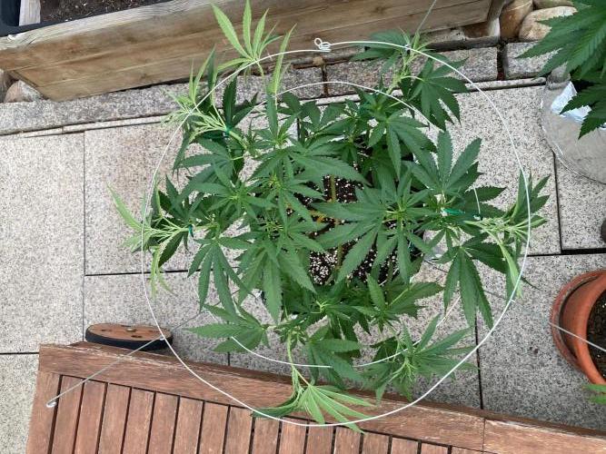 Melonade Runtz Outdoor. Week 10