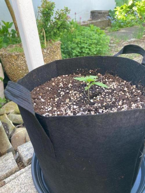 Dos Si Dos 33 Outdoor. Week 2