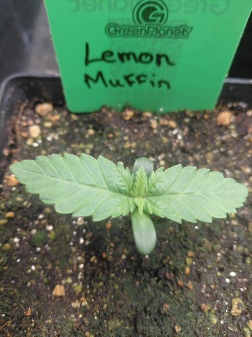 Lemon Muffin fast 😁. Week 1