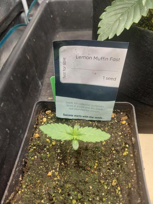 Lemon Muffin fast 😁. Week 1