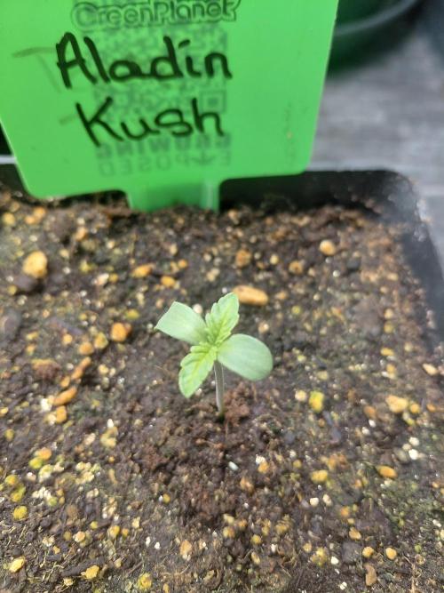 Aladdin Kush. Week 1