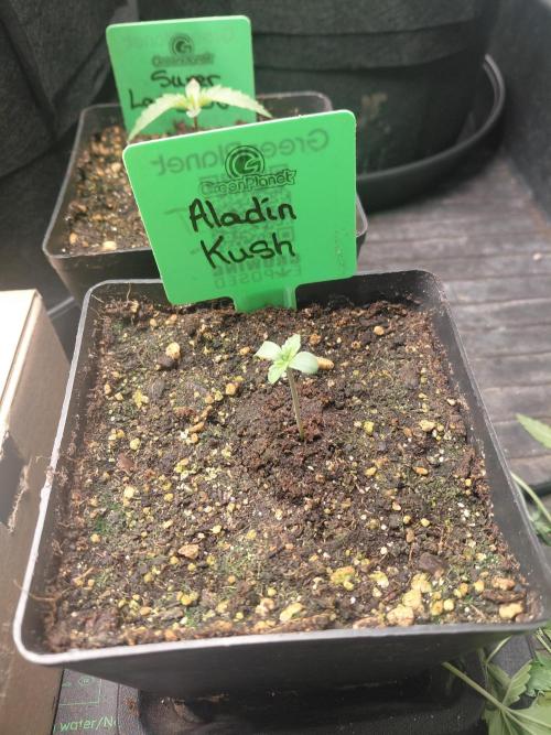 Aladdin Kush. Week 1