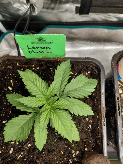 Lemon Muffin fast 😁. Week 2