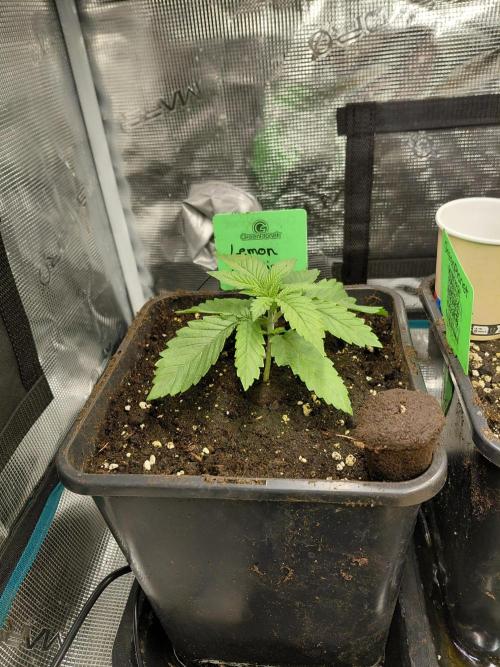 Lemon Muffin fast 😁. Week 2