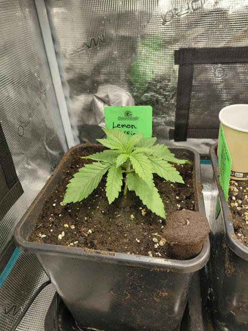 Lemon Muffin fast 😁. Week 2