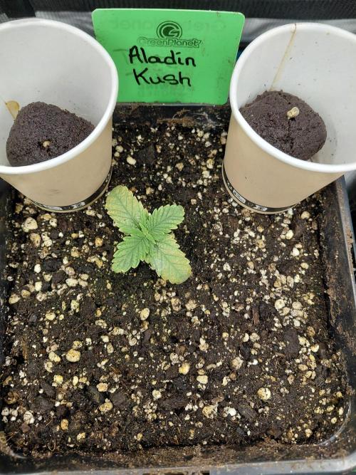 Aladdin Kush. Week 2