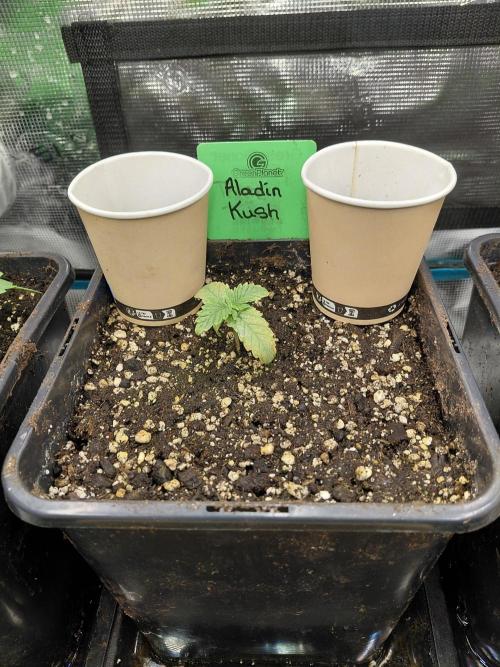 Aladdin Kush. Week 2