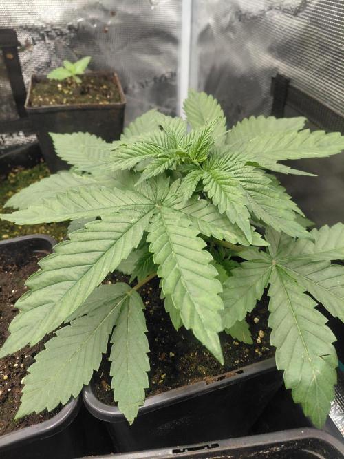 Lemon Muffin fast 😁. Week 3