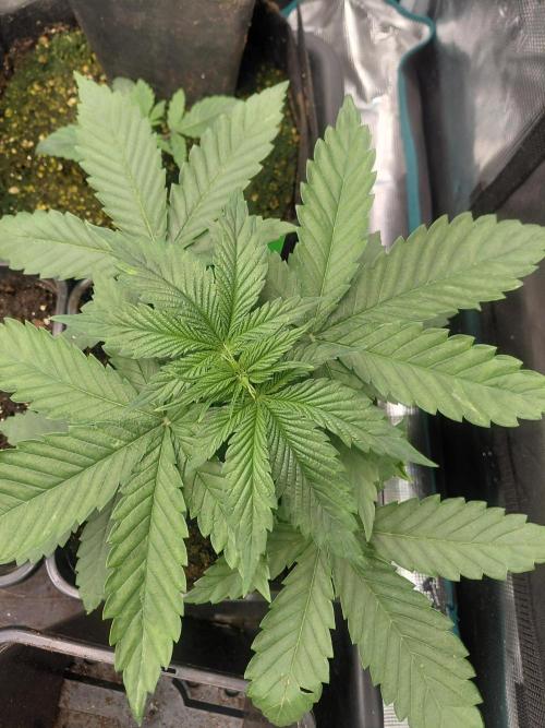 Lemon Muffin fast 😁. Week 3