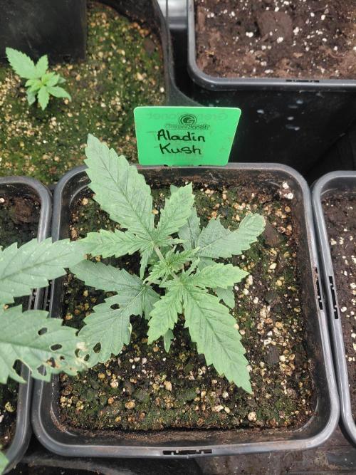 Aladdin Kush. Week 3