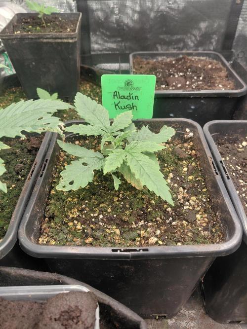 Aladdin Kush. Week 3