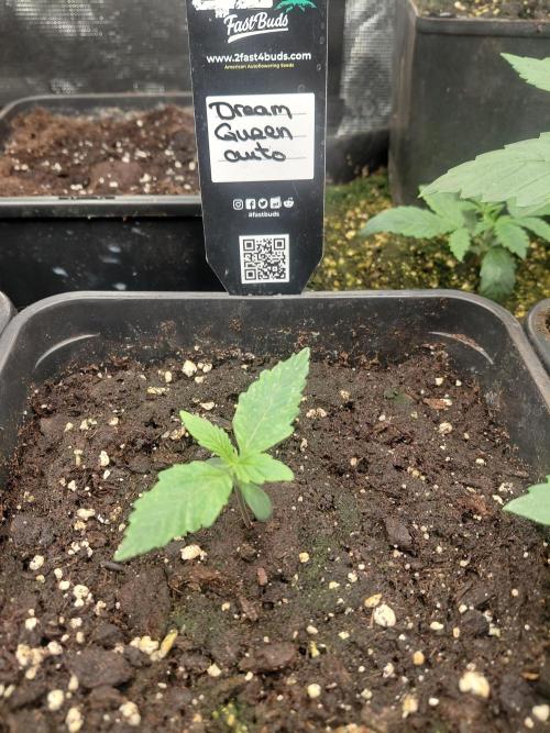 Dream Queen auto Humboldt Seed Company. Week 1