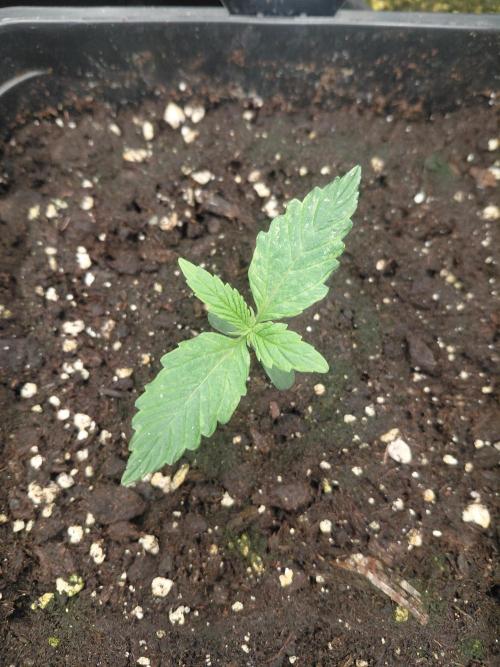 Dream Queen auto Humboldt Seed Company. Week 1