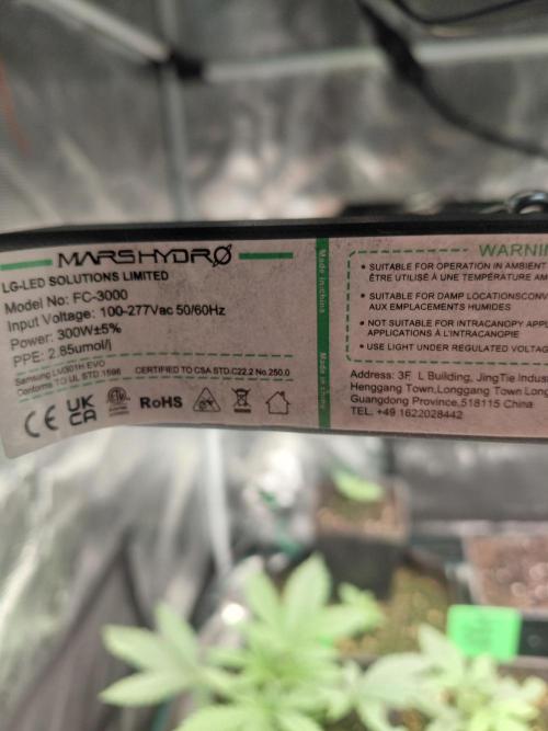 Dream Queen auto Humboldt Seed Company. Week 1