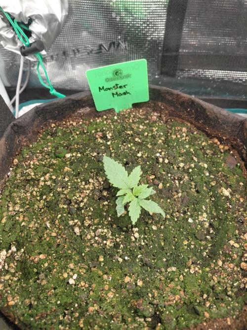 Monster Mash Exotic seed. Week 1