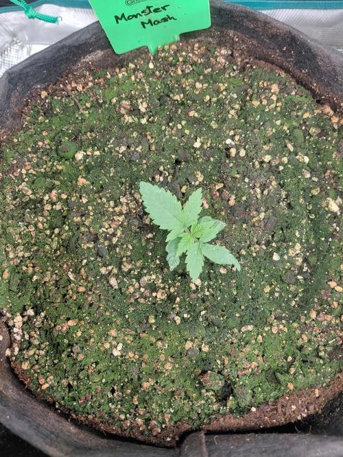 Monster Mash Exotic seed. Week 1