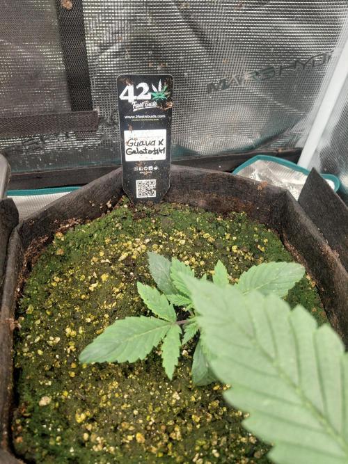 Guava x Gelato#41 auto GHS. Week 1