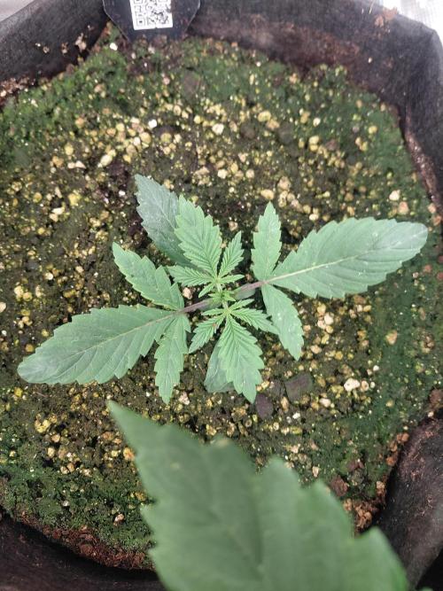 Guava x Gelato#41 auto GHS. Week 1