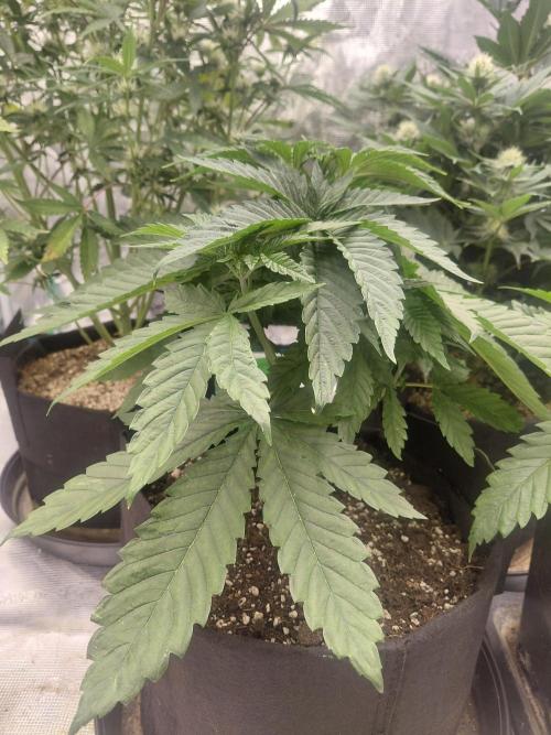 Lemon Muffin fast 😁. Week 4