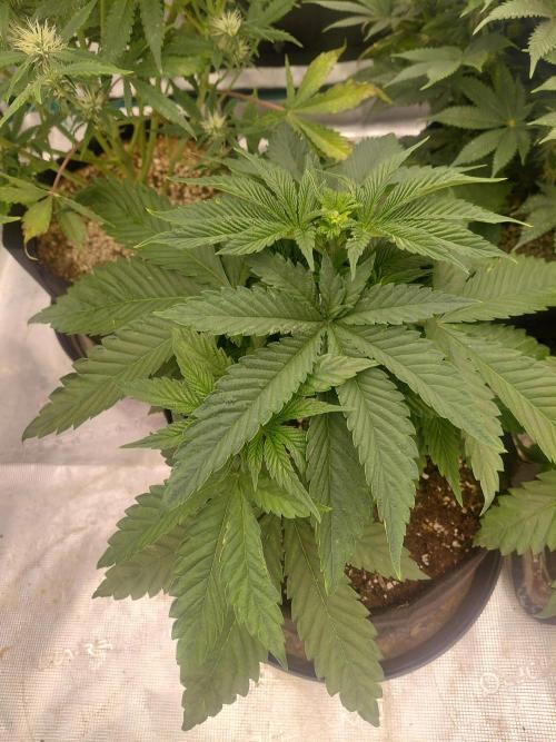 Lemon Muffin fast 😁. Week 4