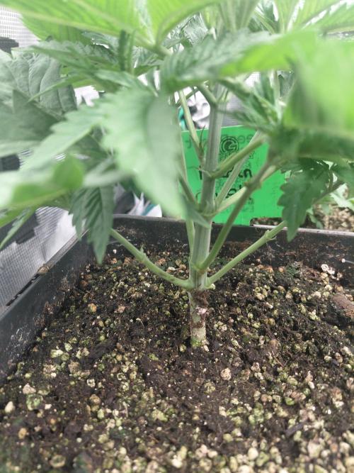 Aladdin Kush. Week 4