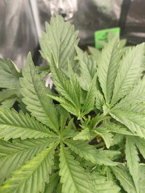 Aladdin Kush. Week 4