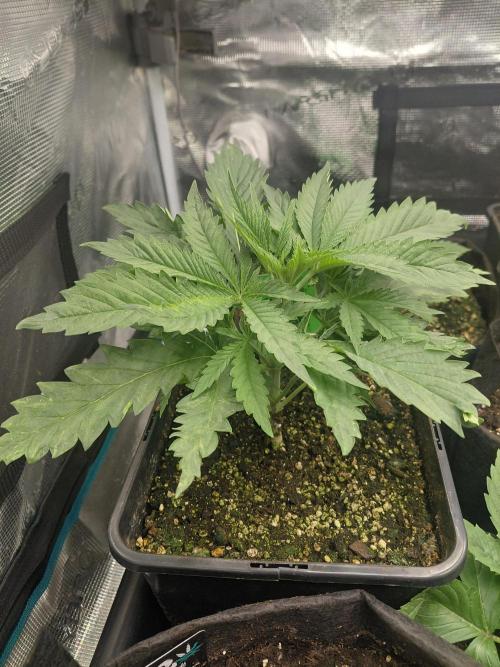 Aladdin Kush. Week 4
