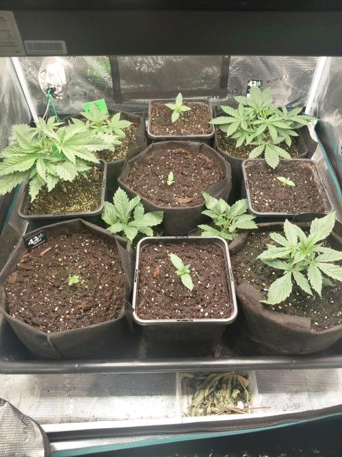 Aladdin Kush. Week 4