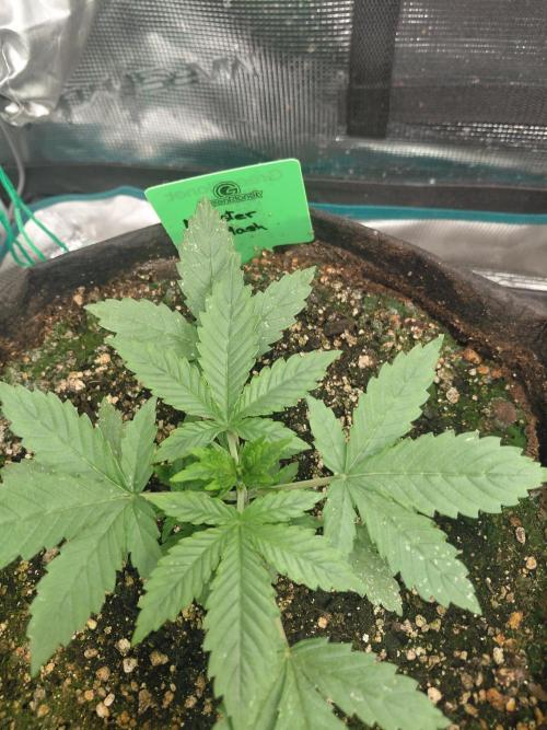 Monster Mash Exotic seed. Week 2
