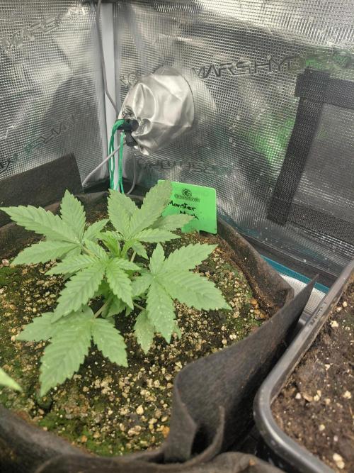Monster Mash Exotic seed. Week 2