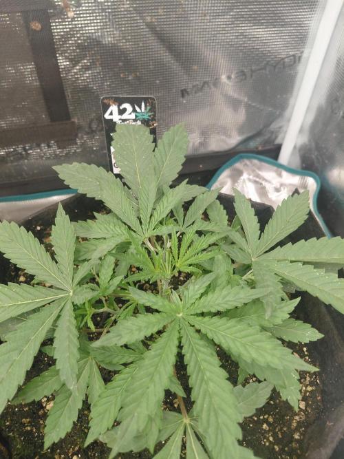 Guava x Gelato#41 auto GHS. Week 2