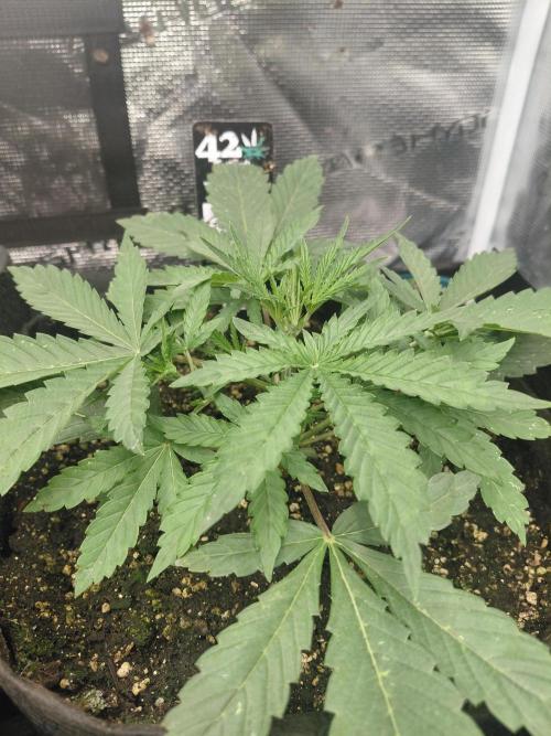 Guava x Gelato#41 auto GHS. Week 2