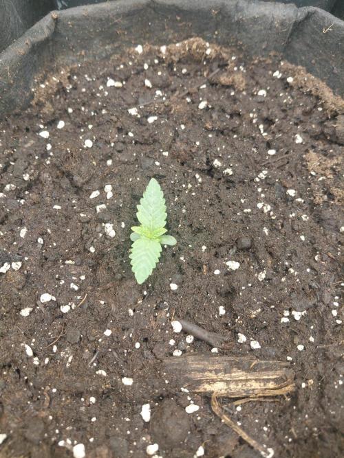 Cookie Gelato auto RQS. Week 2