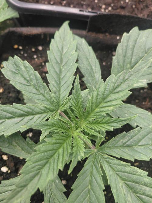Dream Queen auto Humboldt Seed Company. Week 2