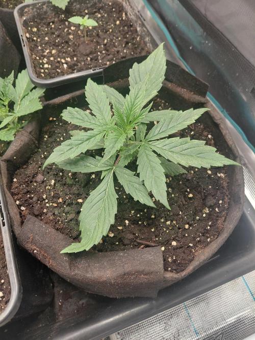 Dream Queen auto Humboldt Seed Company. Week 2