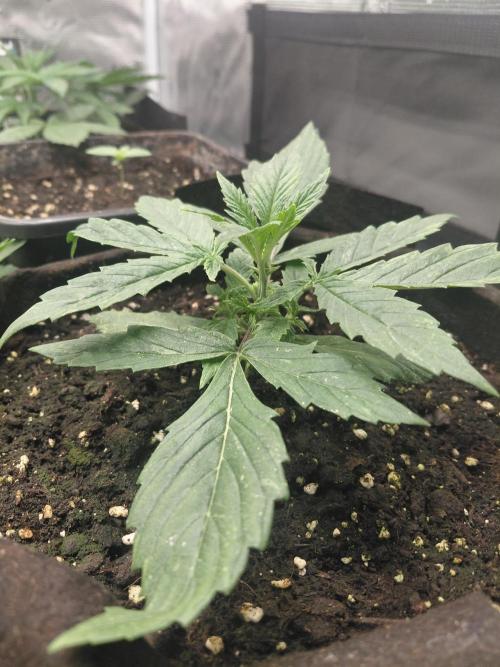 Dream Queen auto Humboldt Seed Company. Week 2