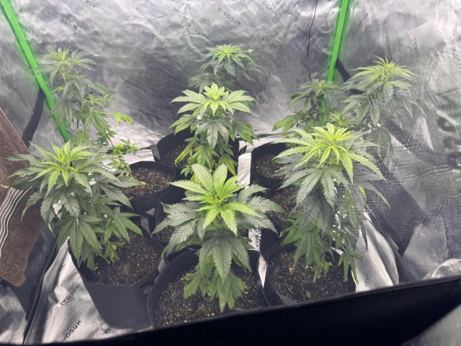 Unknown. Week 10