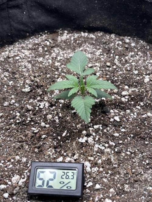 Northern Lights. Week 1