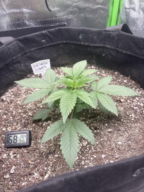 Northern Lights. Week 2