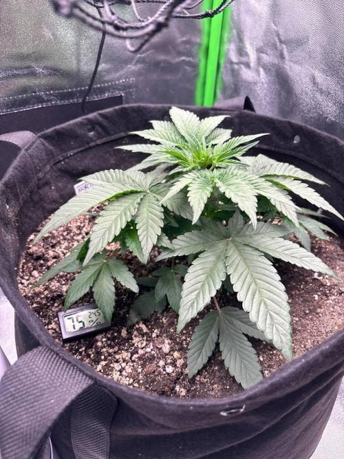 Northern Lights. Week 3