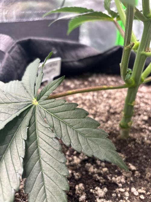 Northern Lights. Week 5