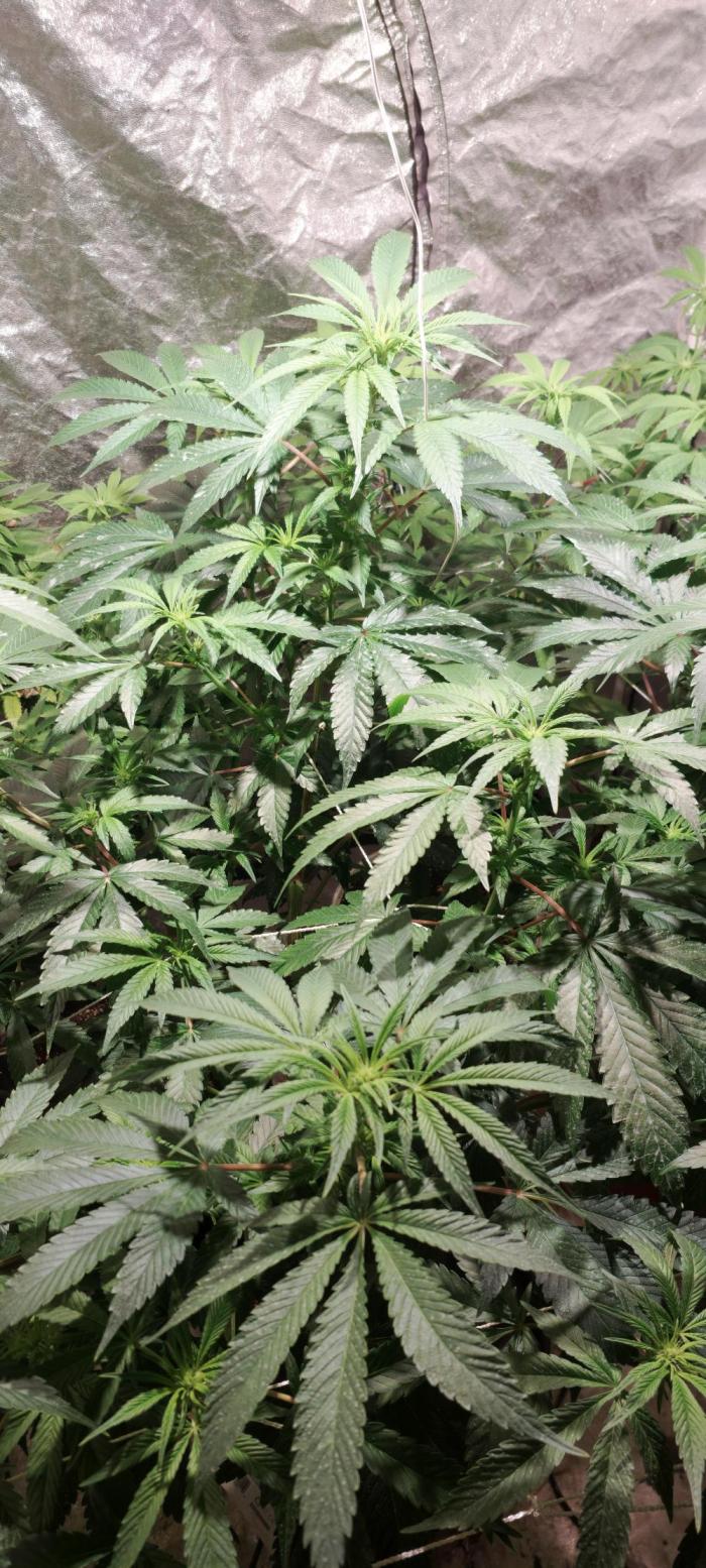 Cheese hidro y tierra. Week 2