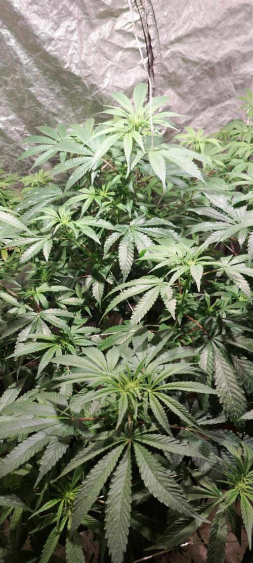 Sweet Cheese. Week 2