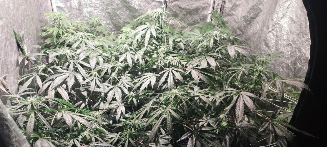 Cheese hidro y tierra. Week 3 - Vista general, plantas visualmente sanas. Apliqué producto para el control fungi